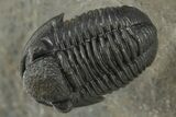 Spiny Comura Trilobite - Ofaten, Morocco #311513-5